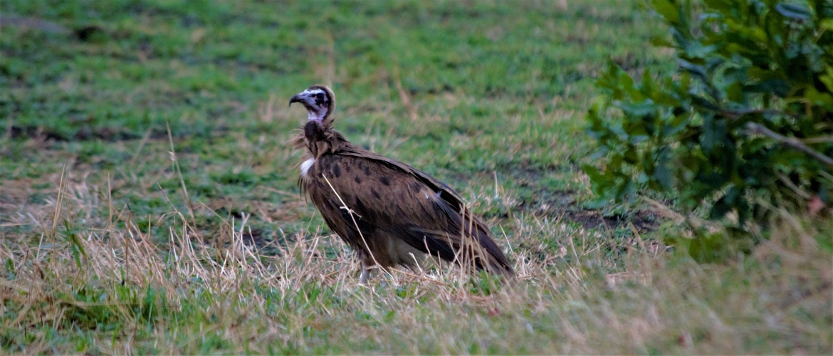 Kenya Tanzania Combined Safaris