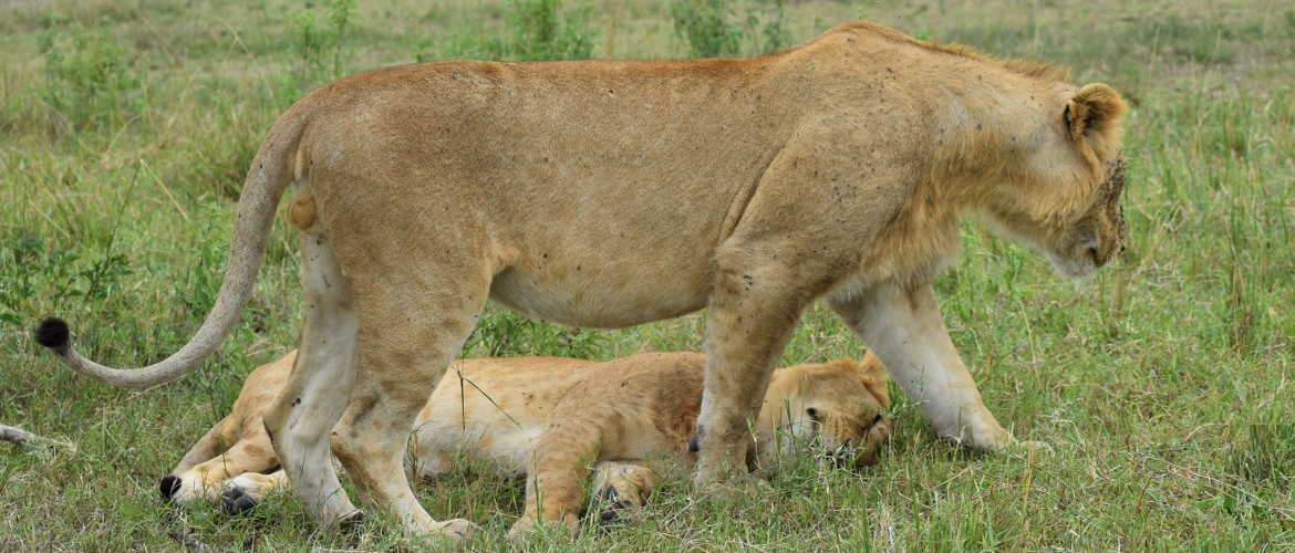 Kenya wildlife adventure tour