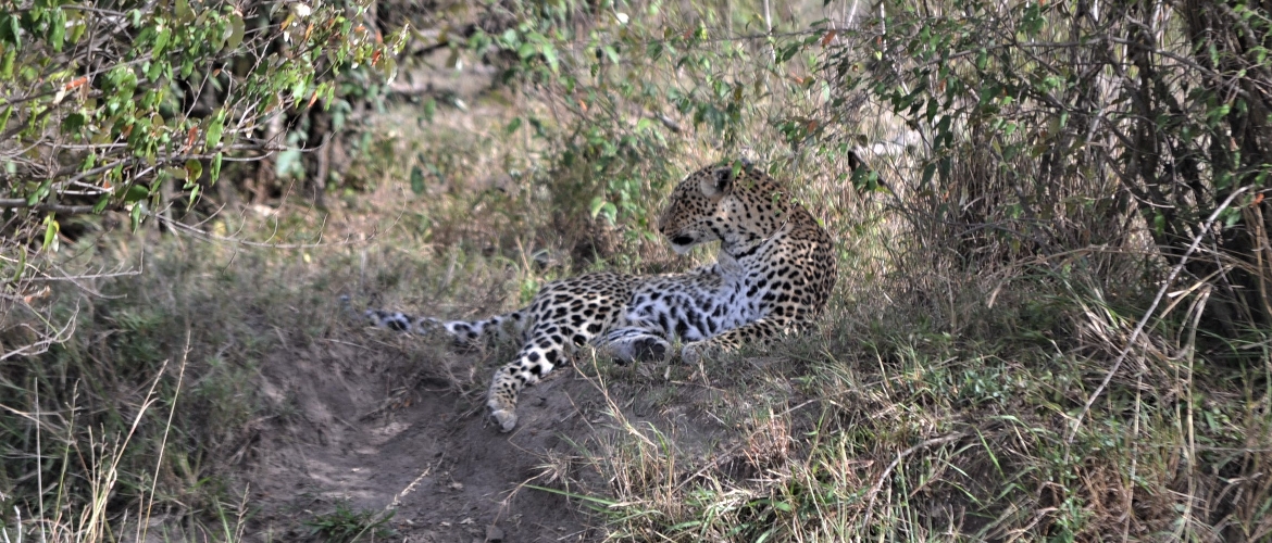 Kenya and Tanzania Budget Safari