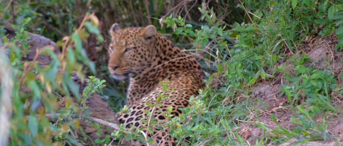 Magical Kenya Lodge Safari