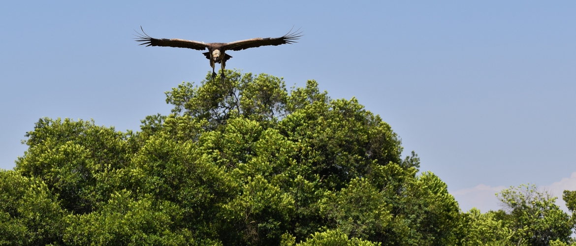 Safari Kenya Package