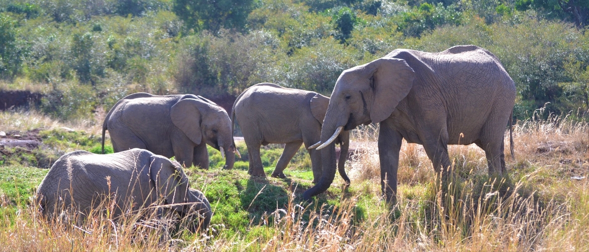 Wild Kenya Adventure Safari