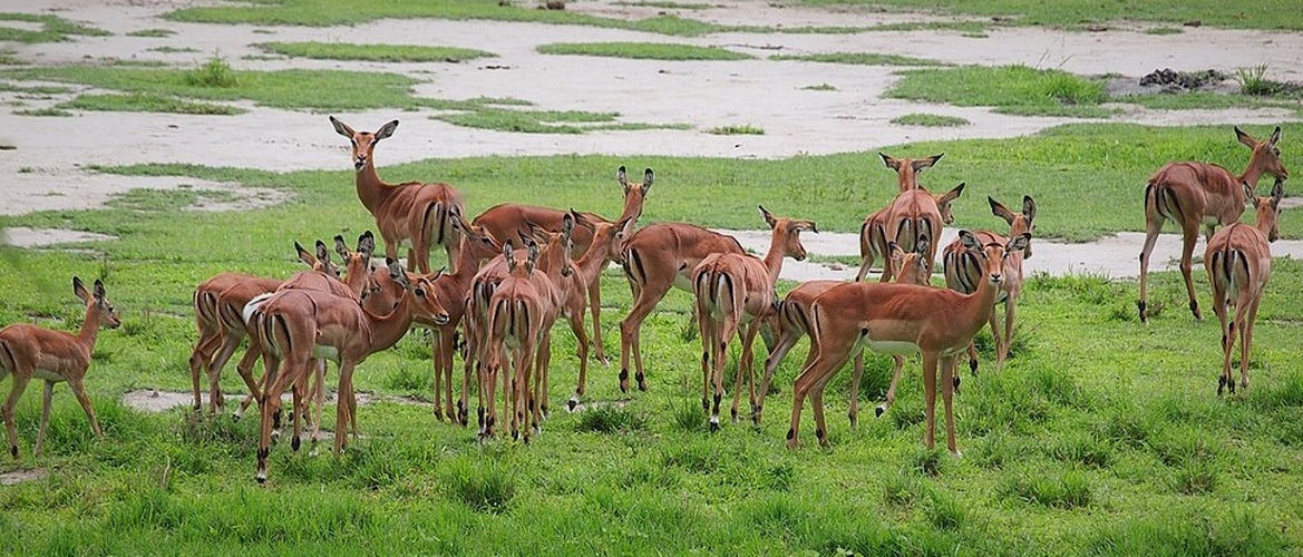 group joining safari in Kenya