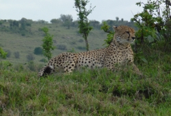 Combined Kenya and Tanzania