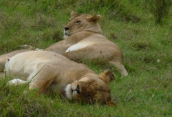 Combined Kenya and Tanzania