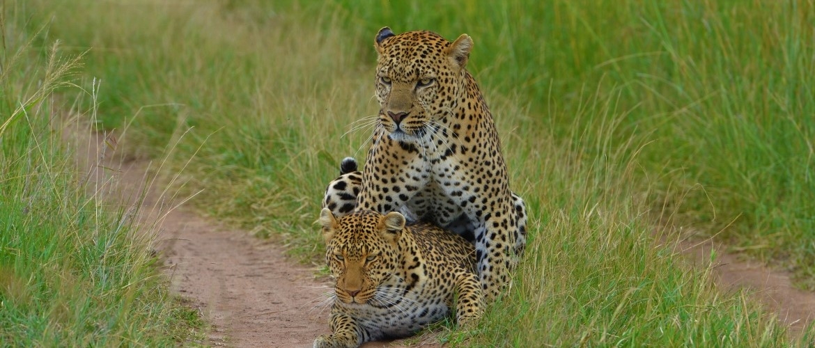 Exciting Kenya Safari