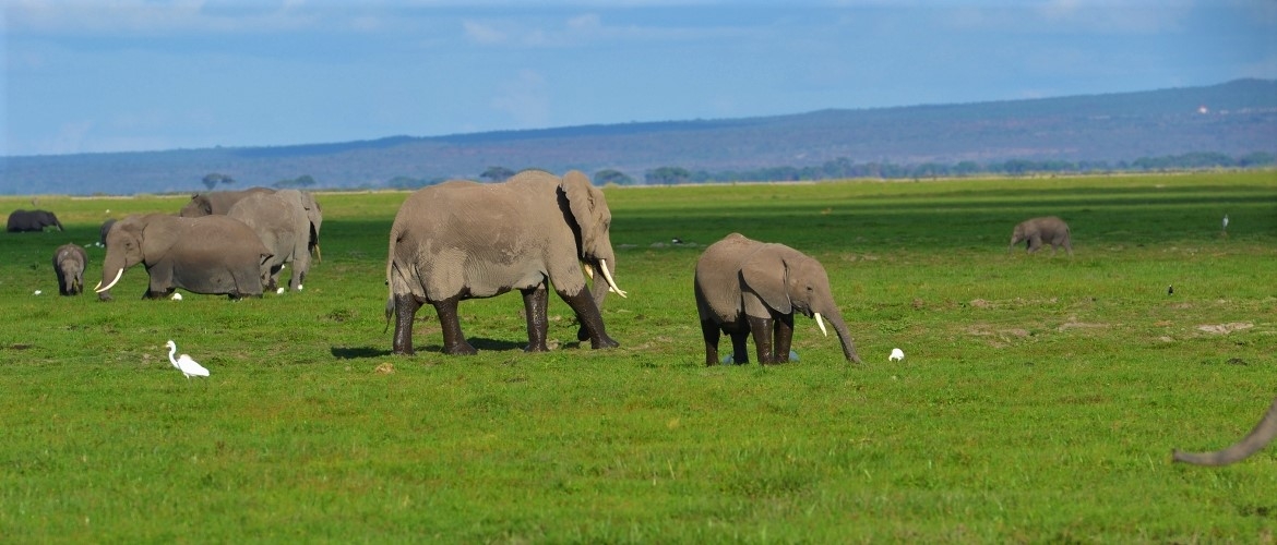 Kenya budget safari package