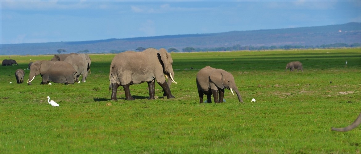 Kenya Budget Safari Package Kenya budget safari package