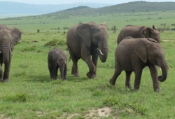 Kenya safari from Nairobi