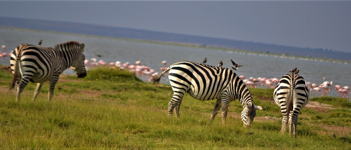 Kenya and Tanzania Parks