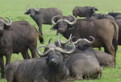 Kenya wildlife safaris
