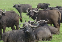 Kenya wildlife safaris