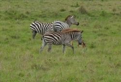 Masai mara wildlife safaris