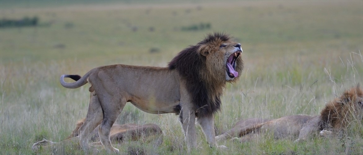 Safari in Kenya and Tanzania