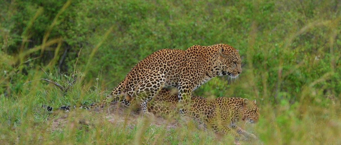 Tanzania budget safari