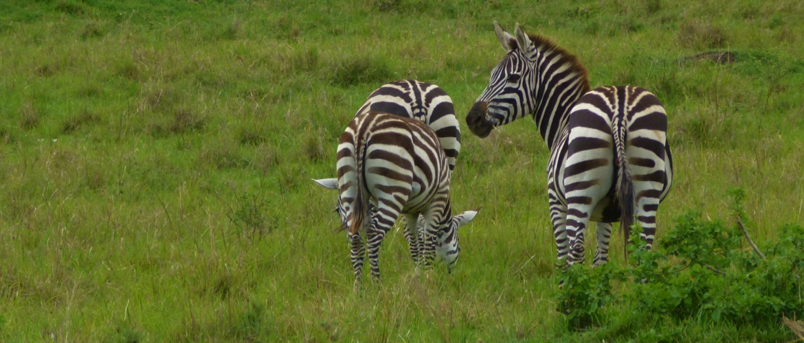 Tanzania Camping safari