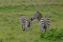 Tanzania shared safaris