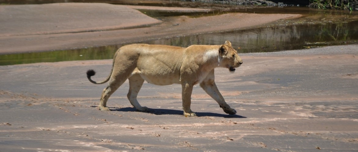 Tanzania wildlife safari