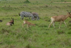 Wildebeest migration safaris