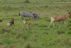 Wildebeest Migration Safari Wildebeest migration safaris