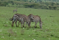 Combined Kenya and Tanzania