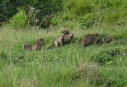 group joining safari