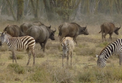 group joining safari