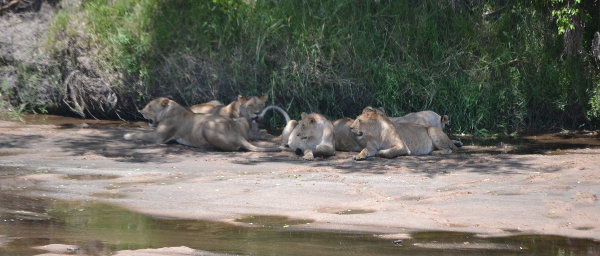 group joining safari