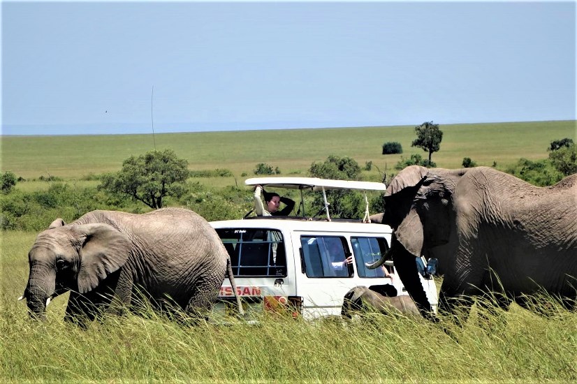 Absolute Holiday Safaris