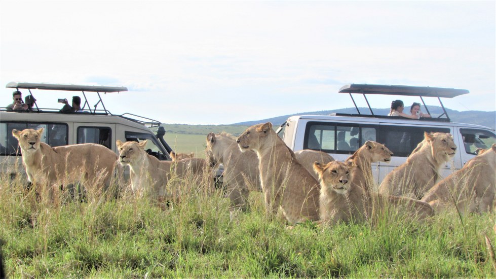 Absolute Holiday Safaris